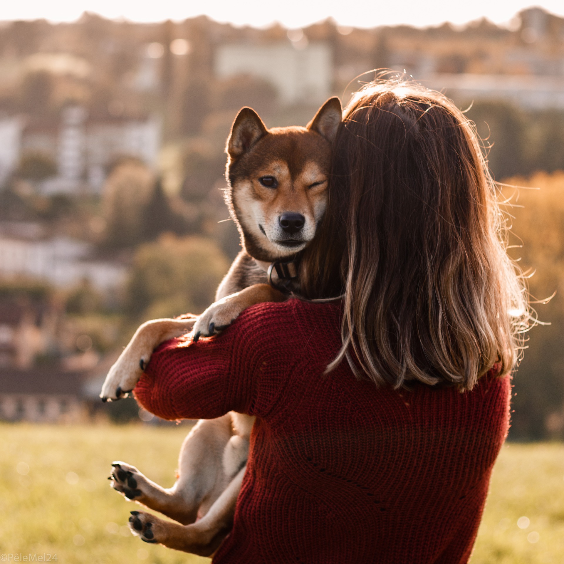 Abrazar a un perro reduce el dolor, confirma estudio.