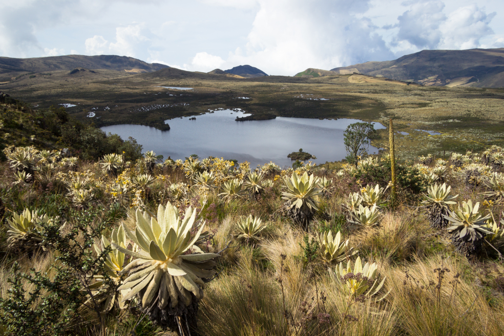 El frailejón es vital para la conservación del agua en los páramos. 