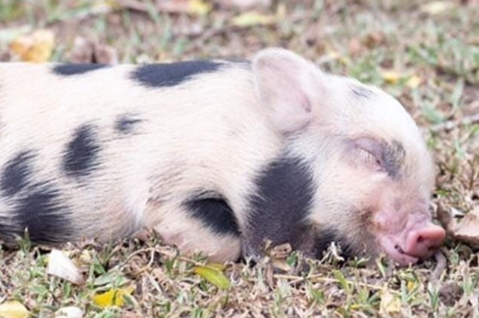 Los minipig carecen de algunas habilidades para comunicarse con los humanos