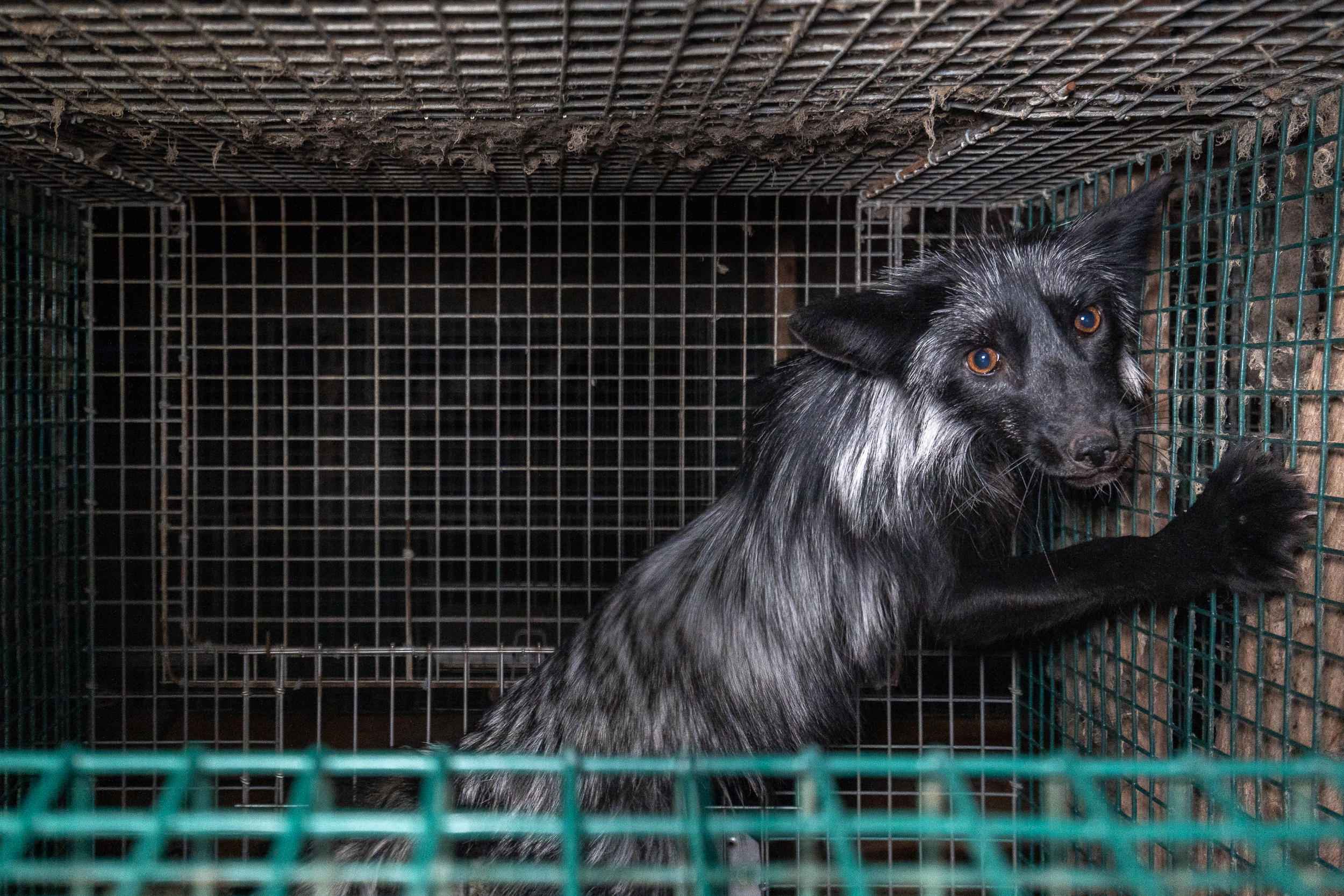 VIDEO: Así es la horrible y espantosa cría de animales para pieles en Finlandia