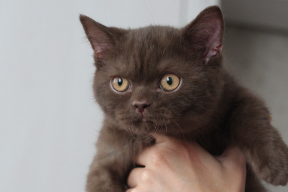 British shorthair