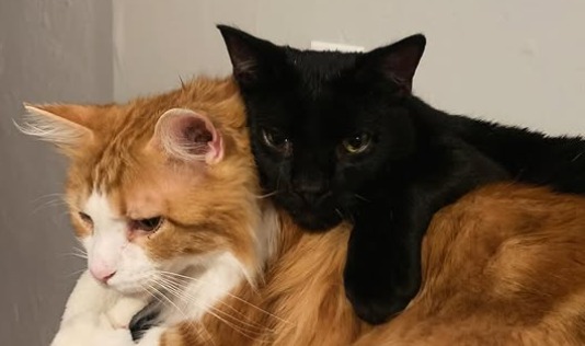 Marcel y King: dos gatos “inadoptables” que se convirtieron en hermanos