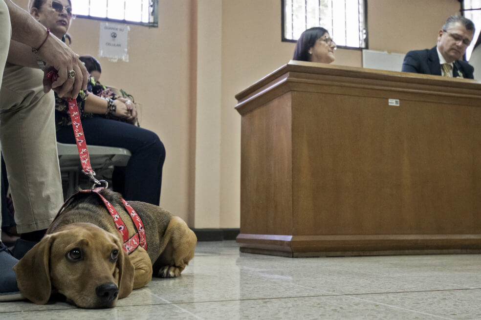 La historia de Campeón: el perro que asiste a un juicio como víctima de maltrato