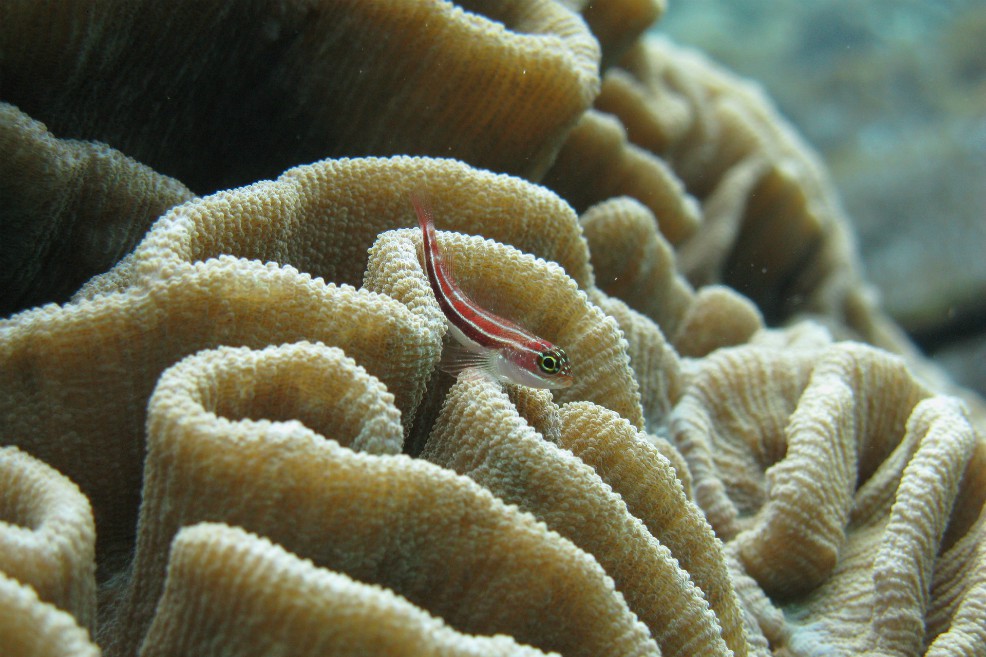 Las zonas muertas en los océanos aumentaron cuatro veces