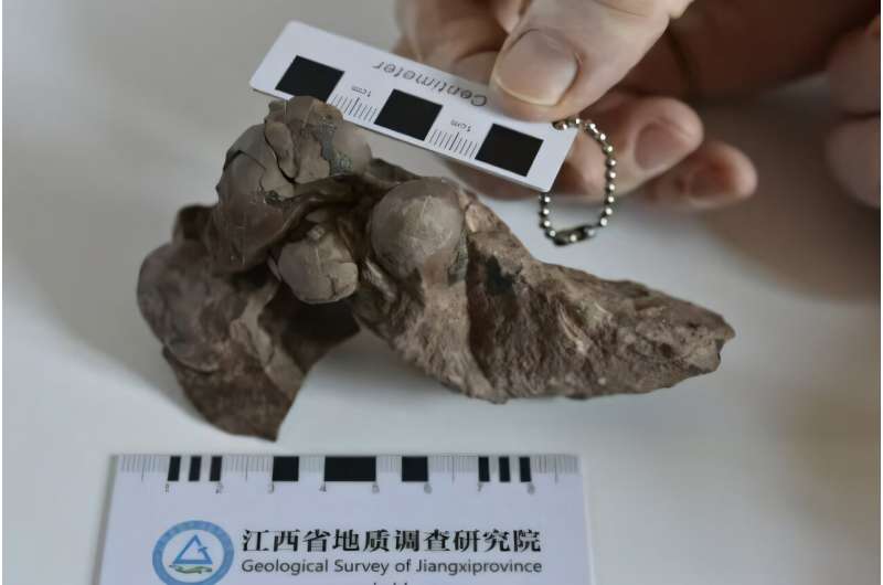 El huevo que se encontró mide 29 milímetros. Se desconoce el tipo de dinosaurio que lo puso.
