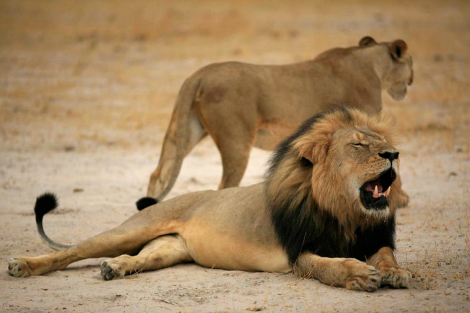 Zimbabue pide a EE.UU. extradición del cazador que mató al león Cecil