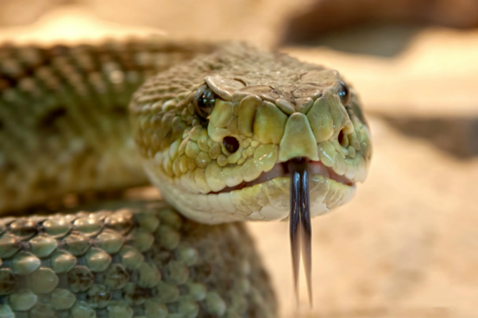 Capturan a pareja que paseaba a su bebé junto a una serpiente