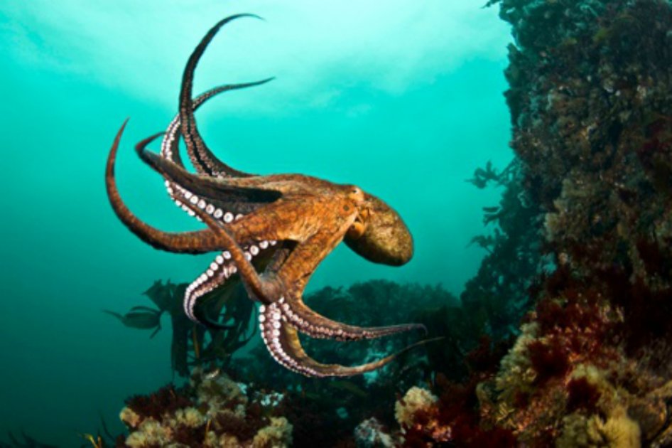 Cambios de temperatura del mar afectarán presencia de pulpos y calamares