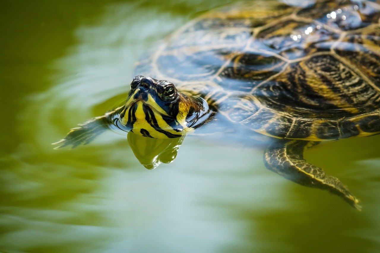¿De cuánto es la multa por tener una tortuga en casa?