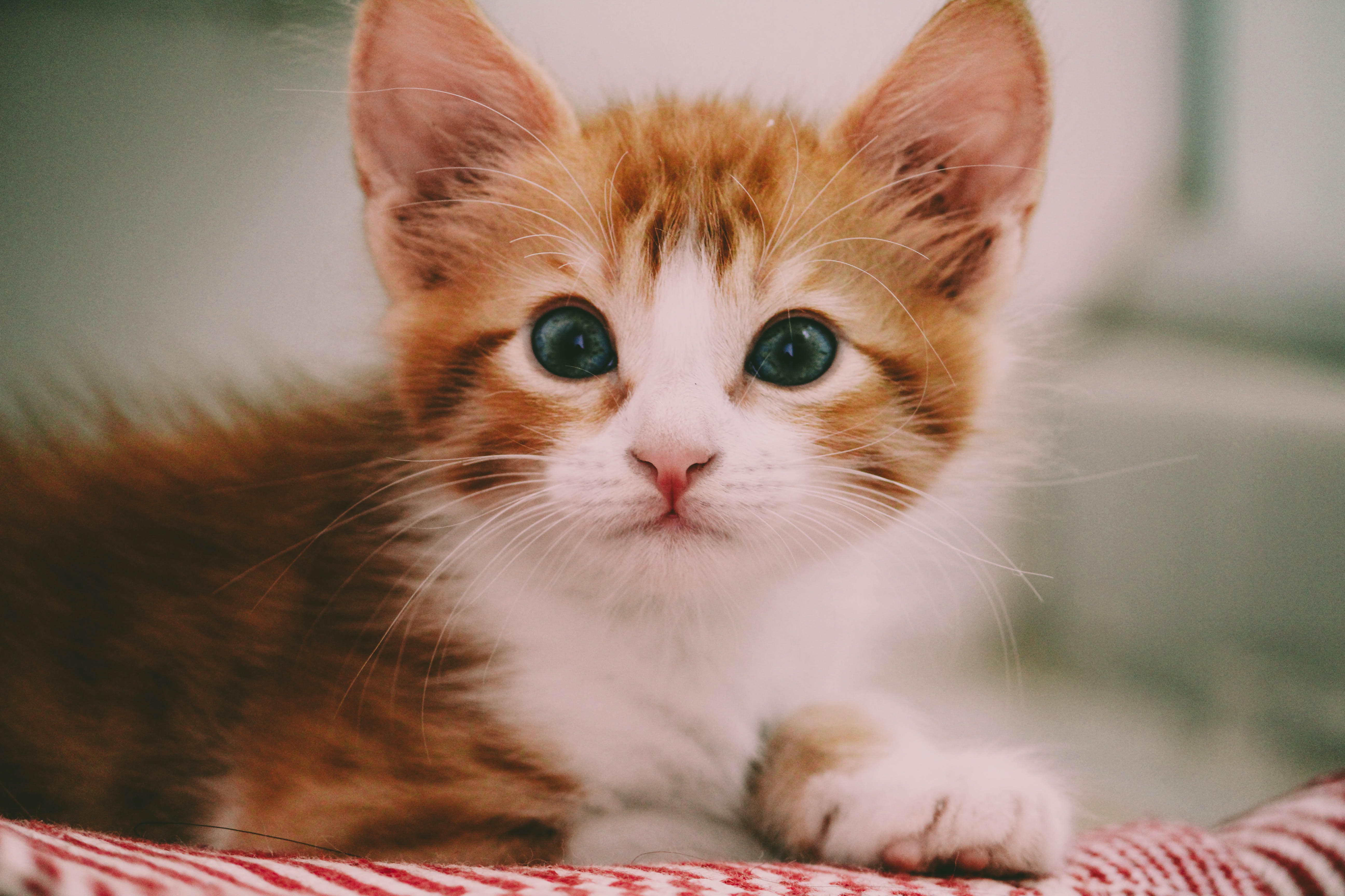 ¿Cuál es la vacunación adecuada para mi gato y con qué frecuencia debe vacunarse?