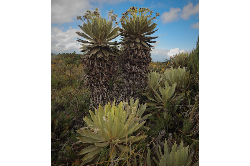 Individuos de Espeletia saboyana. Según los investigadores, esta especie se distingue por "ser una roseta alta, con troncos que en ocasiones superan los 5 metros de altura, hojas cubiertas de un indumento denso de color cenizo-grisáceo, inflorescencias robustas un poco más largas que las hojas, con tres a cinco capítulos".