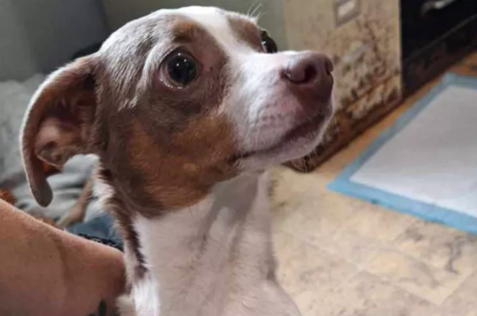 “Es el destino”: perrita perdida llega al refugio donde trabajaba su dueña