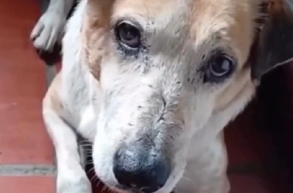 El proceso con Toby no fue fácil. Inteligente y desconfiado, evitaba acercarse a las personas, lo que hizo que su rescate tardara tres semanas.