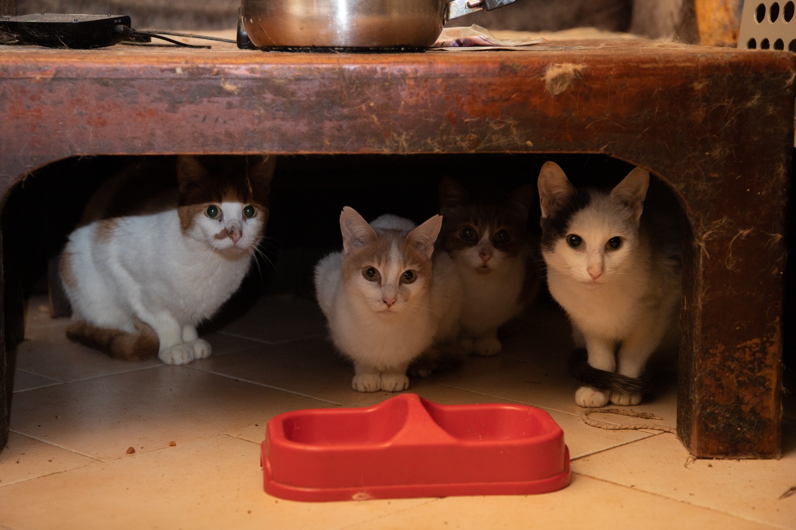 ¿Recuerda los 60 gatos abandonados en una casa en Chapinero? 35 están en adopción