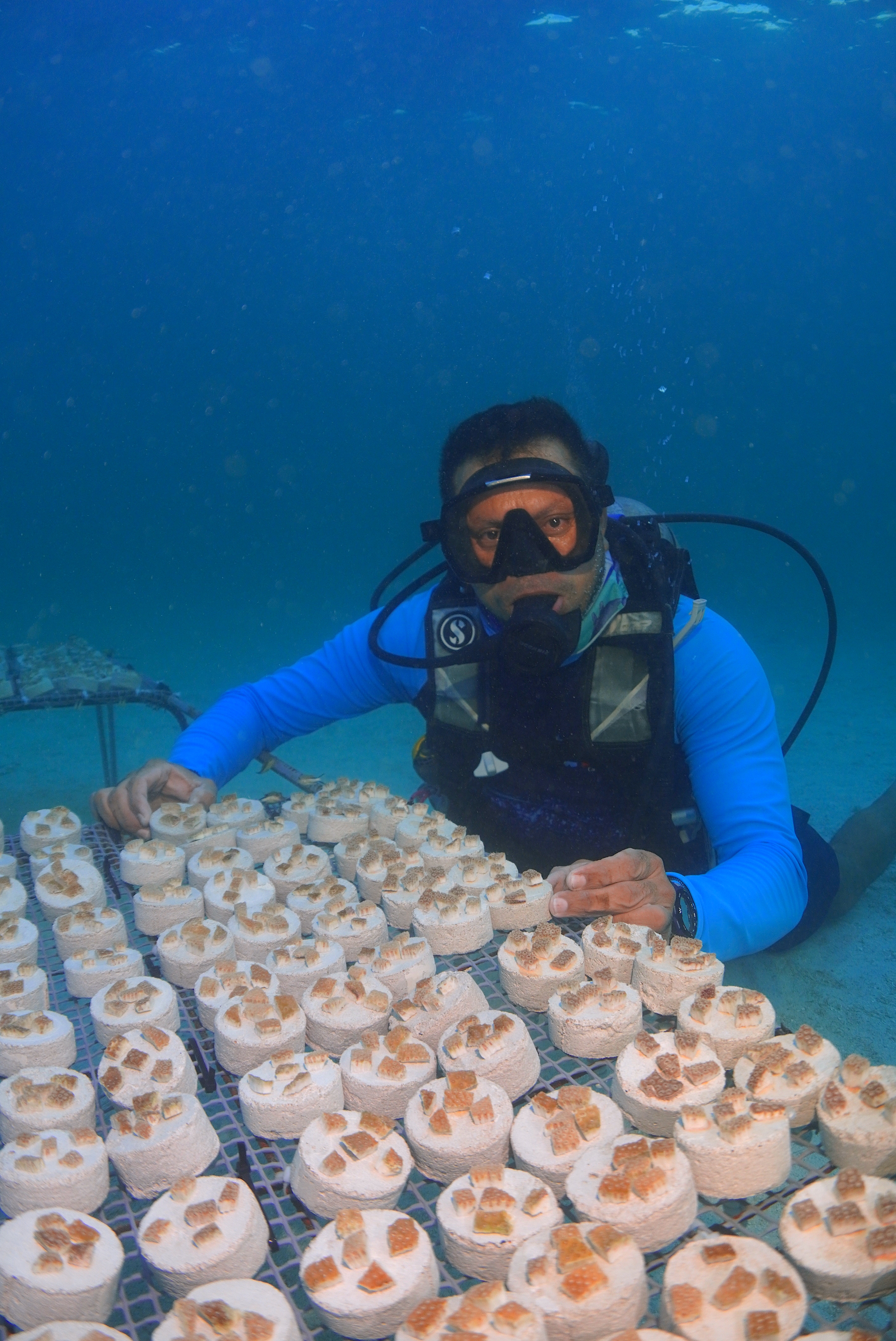 Reproducción de corales en el PNN Corales del Rosario