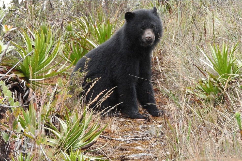 En Colombia se han realizado 107 acuerdos de conservación con comunidades campesinas locales en 6 áreas protegidas (Tatamá, Farallones, Munchique, Hermosas, Doña Juana, Chingaza).