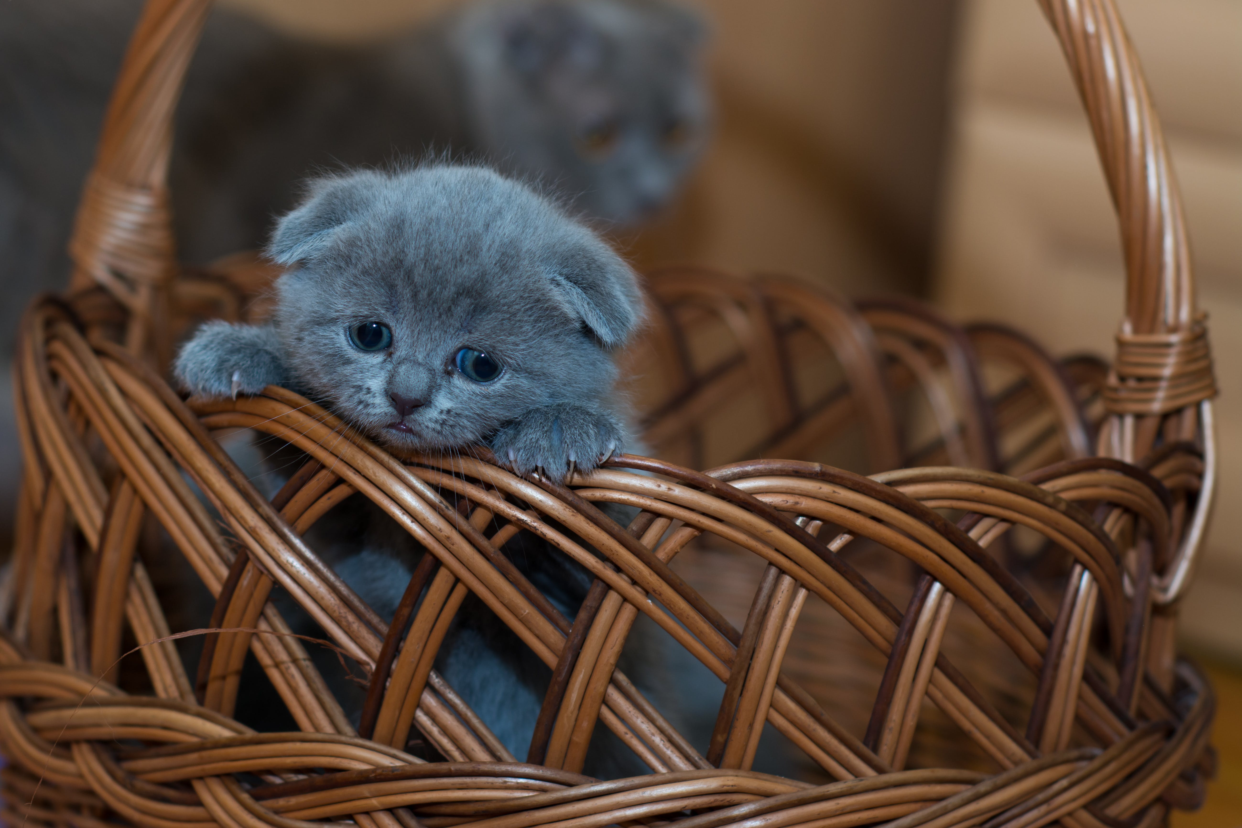 Señales de que su gato no es feliz: ¿qué hacer para ayudarlo?