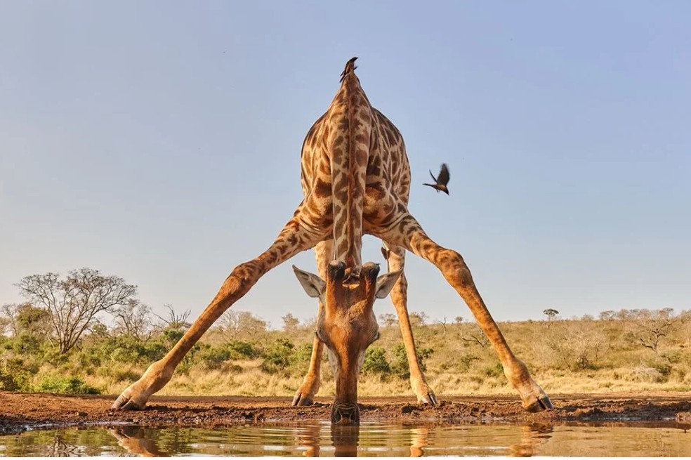 Una jirafa se inclina para beber agua en la reserva de caza privada de Zimanga. Un momento que fue capturado por Jenny Zhao, de Estados Unidos. Esta imagen también se llevó una mención de honor.