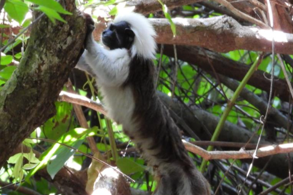 Rescatan y rehabilitan monos titíes en peligro crítico de extinción en Antioquia