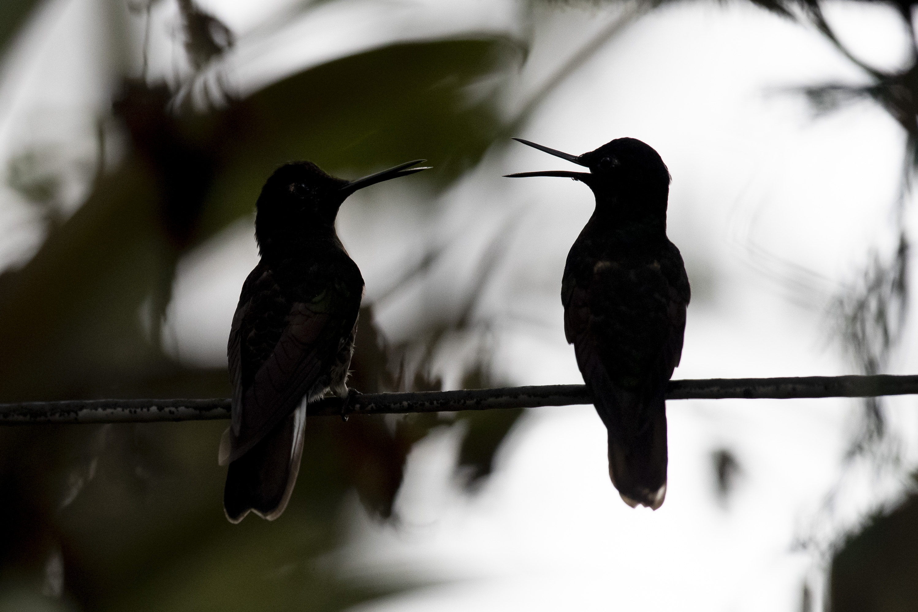 La Tierra: un planeta con menos aves