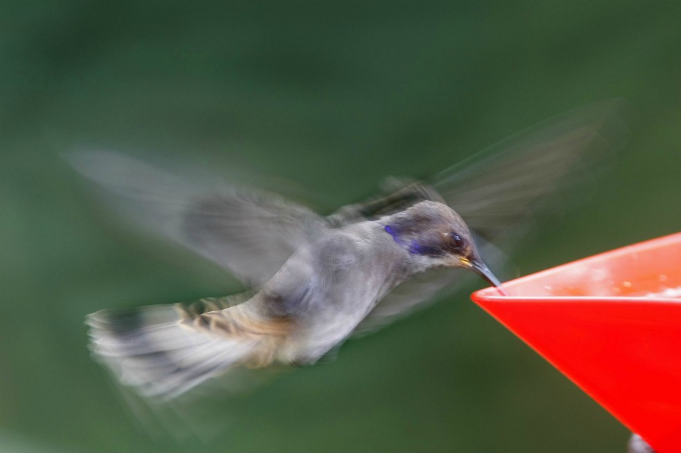 Los colibrís ven colores que los humanos no pueden percibir