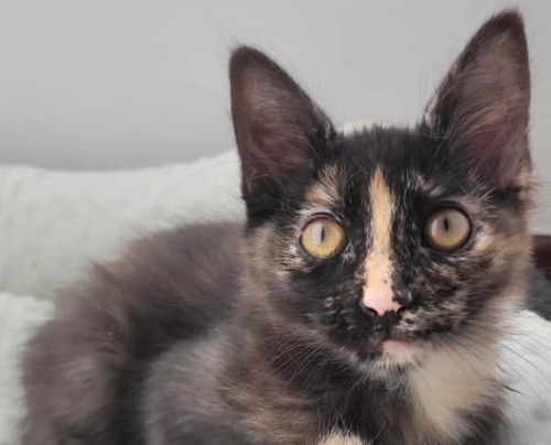 La historia de Ágatha, la gatita que “dejaron plantada” en su cita de adopción