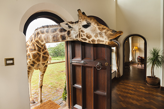 Nairobi, Kenya --- Rothschild's giraffe sticking head through front door, Giraffa camelopardalis rothschildi, Giraffe Manor, Nairobi, Kenya --- Image by © Frans Lanting/Corbis