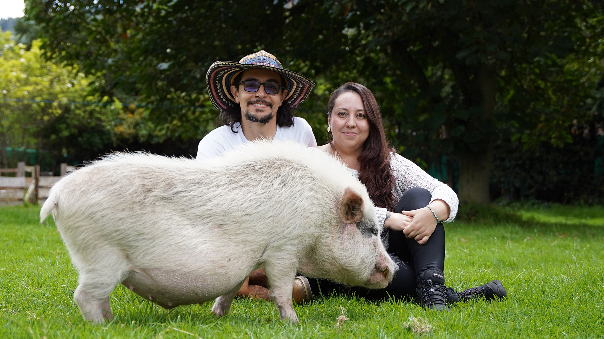 MiniOink: la fundación que rescata “minipigs” abandonados en Colombia