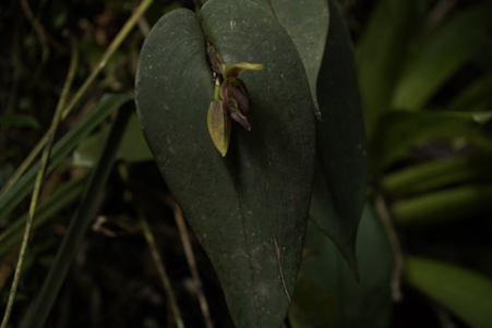 Hospedera de ranas (Pleurothallis).