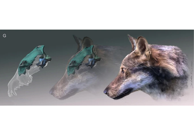 Científicos encuentran en Roma el fósil del primer lobo de Europa