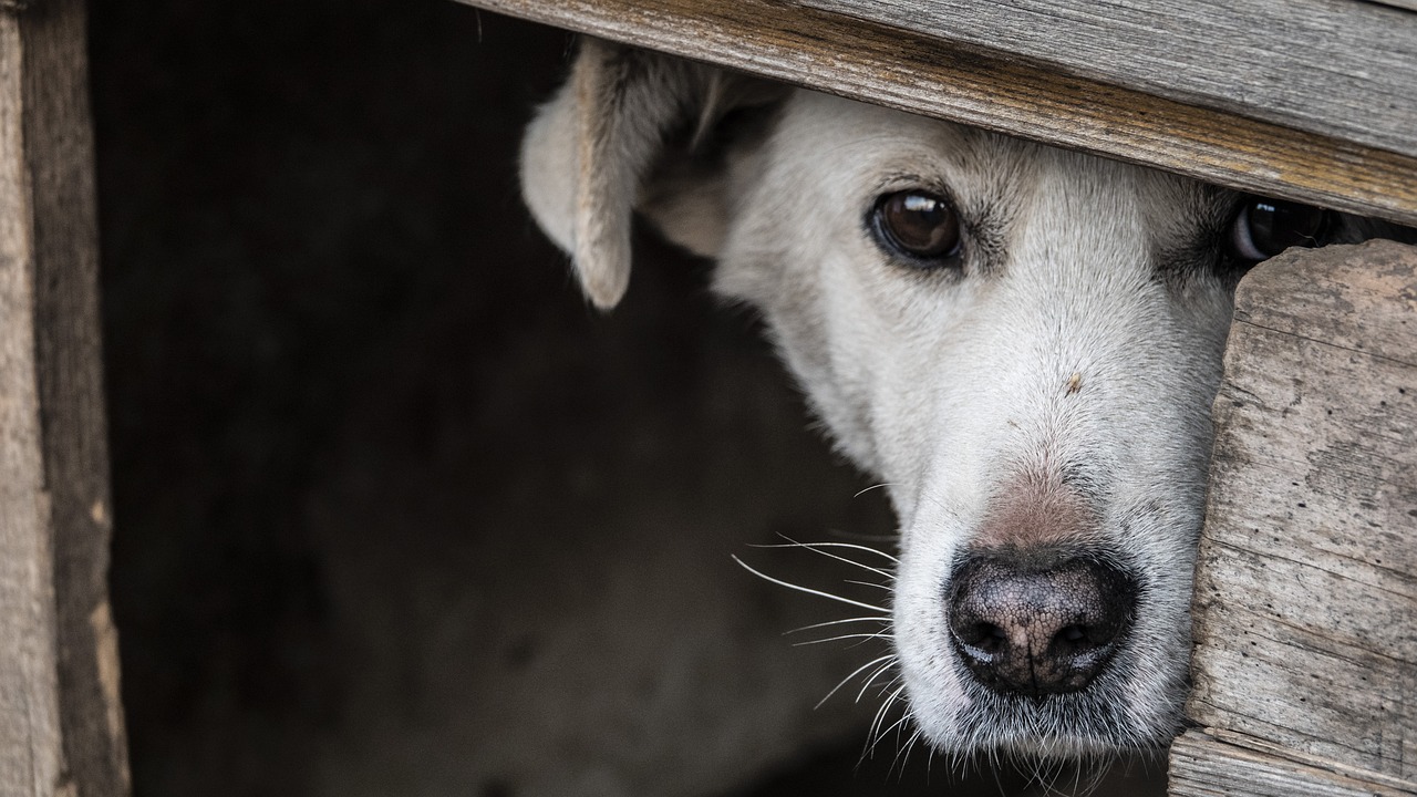 ¿Por qué mi perro se esconde cuando llega gente a la casa y qué significa?