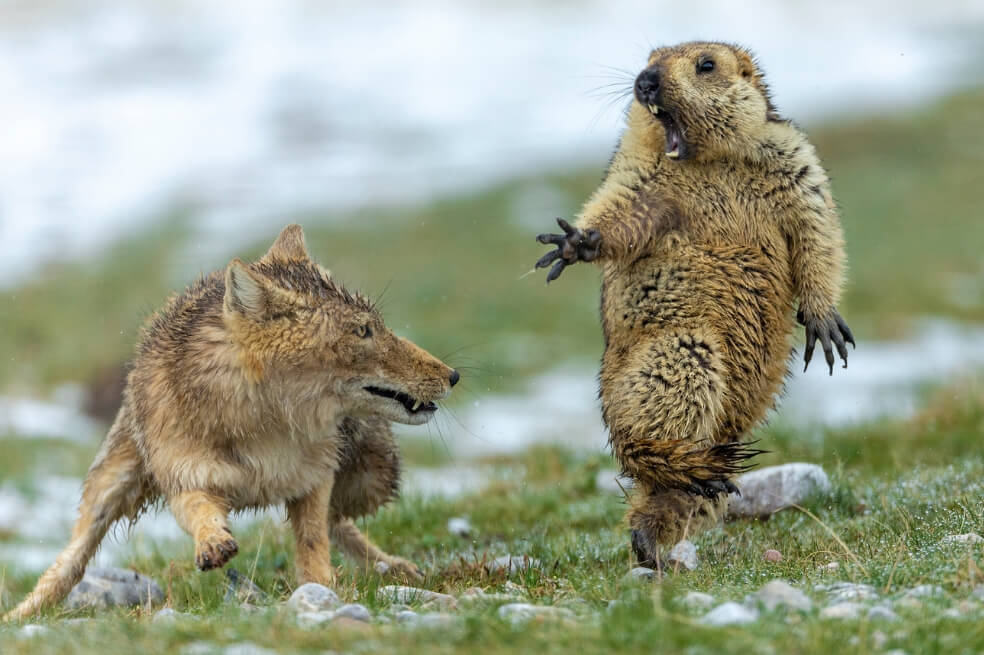 Las mejores fotografías de Vida Silvestre de 2019