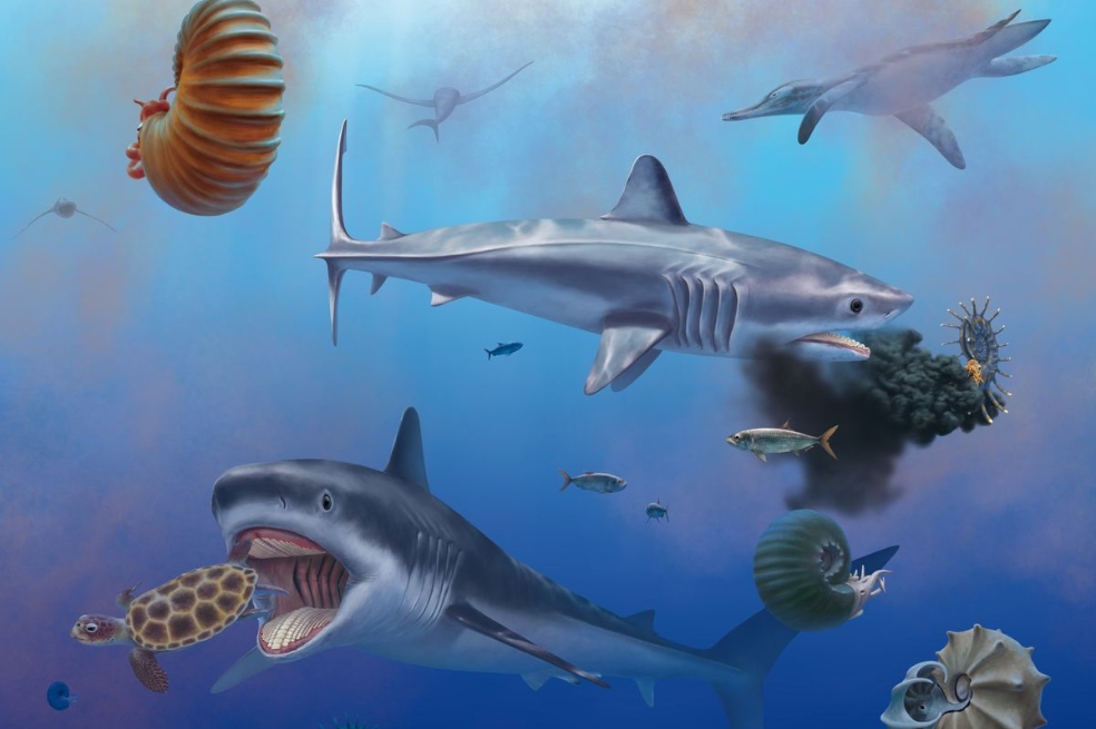 Los científicos conocen, por fin, cómo era el tiburón prehistórico gigante