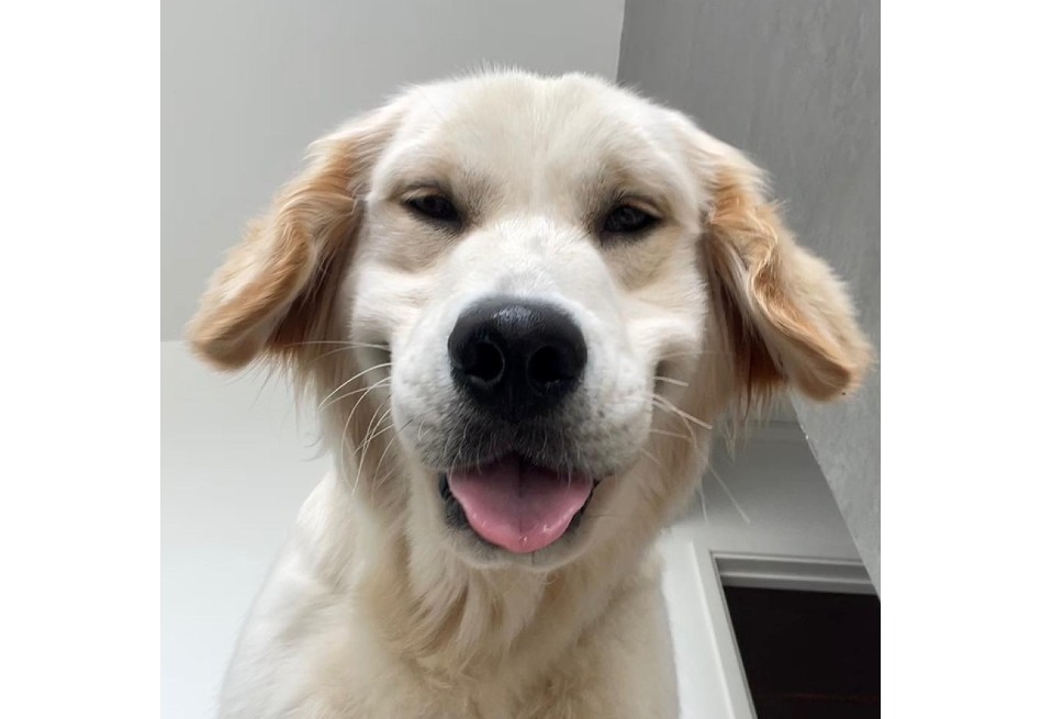 El golden retriver dejó de comer, jugar y caminaba con la espalda arqueada.