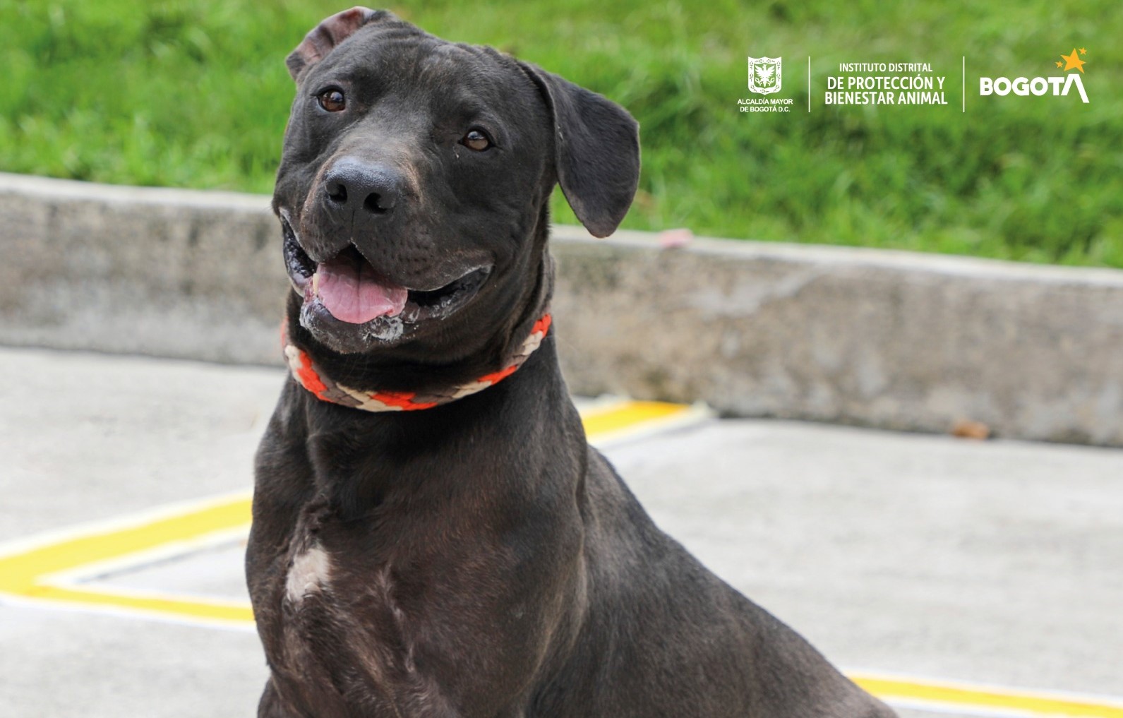 ¡Prográmese! Idpyba anuncia dos nuevas jornadas de adopción en Bogotá