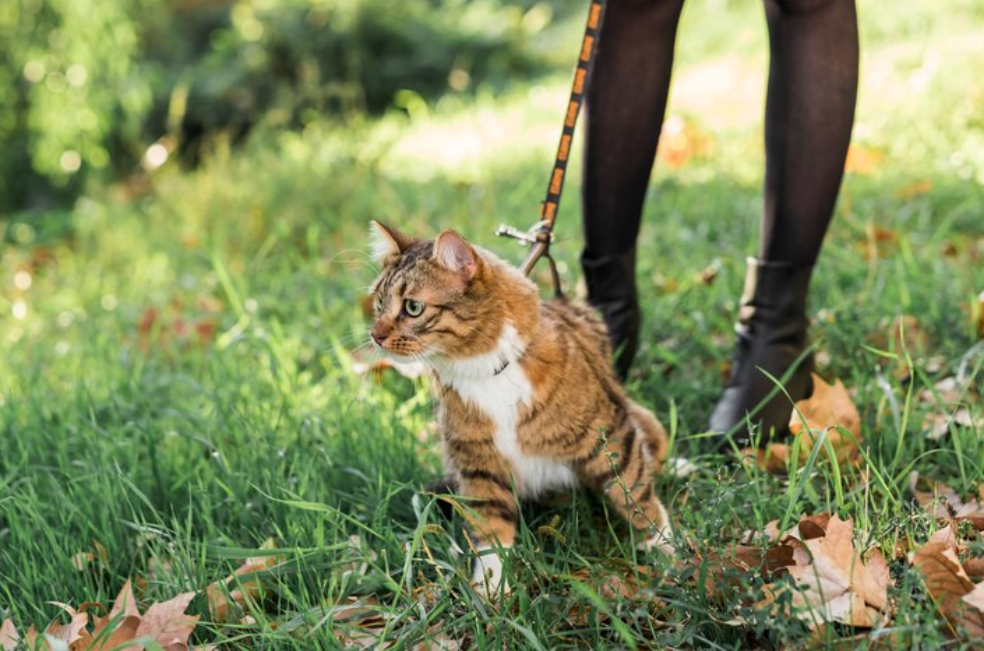 Lugares a los que no debería llevar a su gato