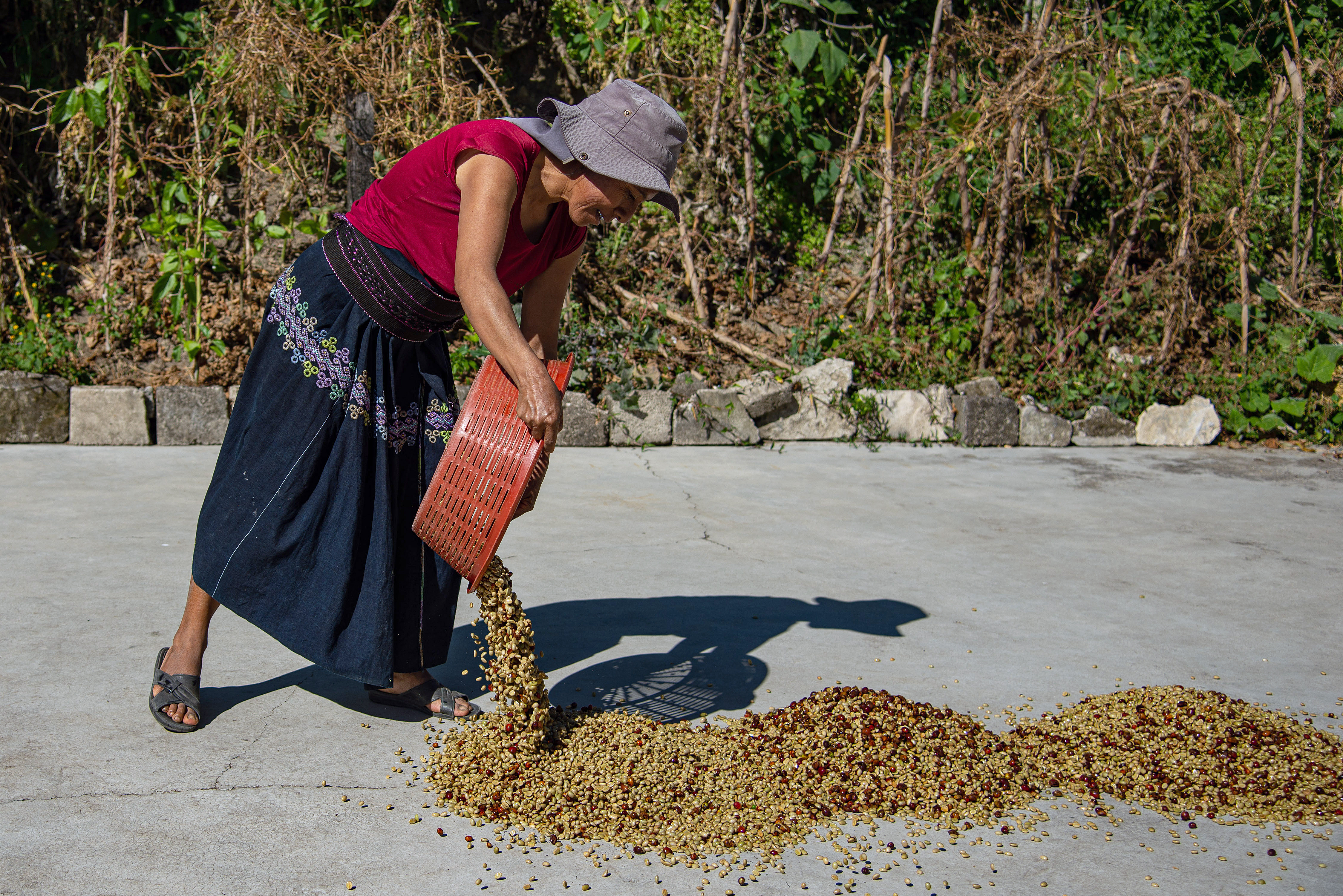 El café sostiene las exportaciones mientras el clima aprieta la producción