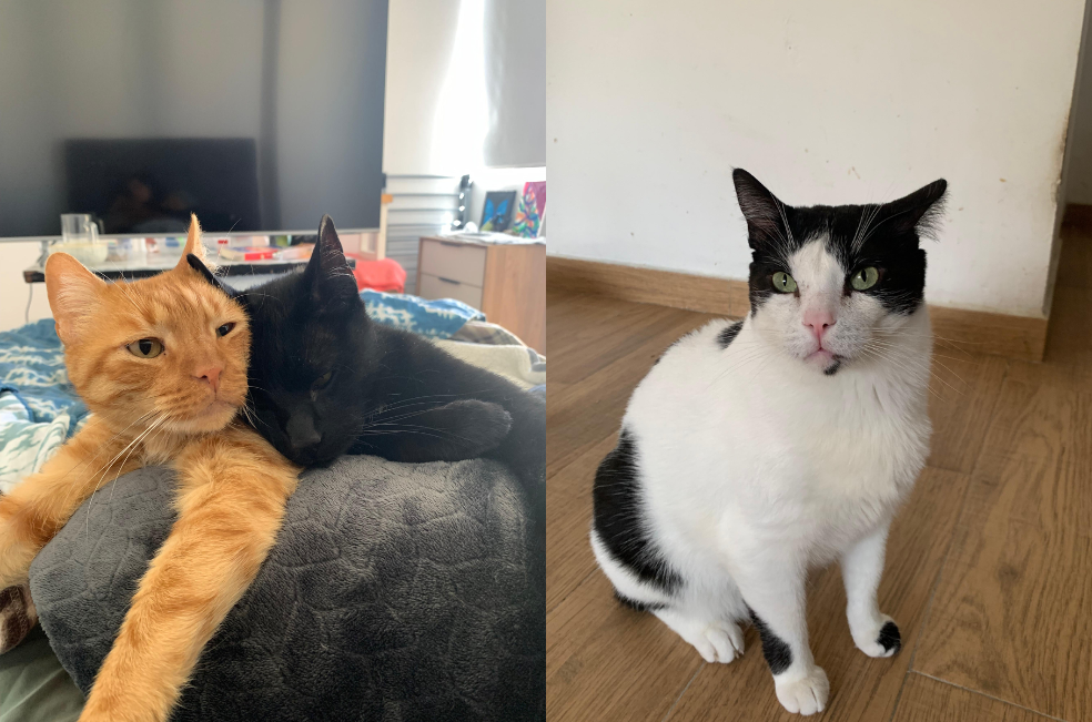 Dieciséis gatos buscan un hogar tras la muerte de su dueño: su familia pide ayuda