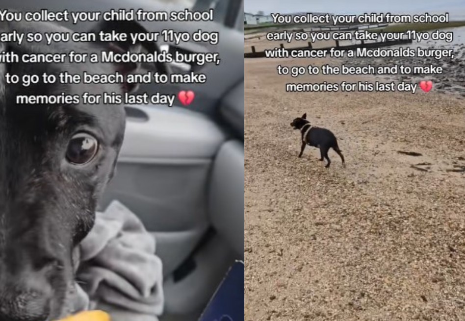 Un último día con Buddy: el emotivo adiós de una familia a su perro
