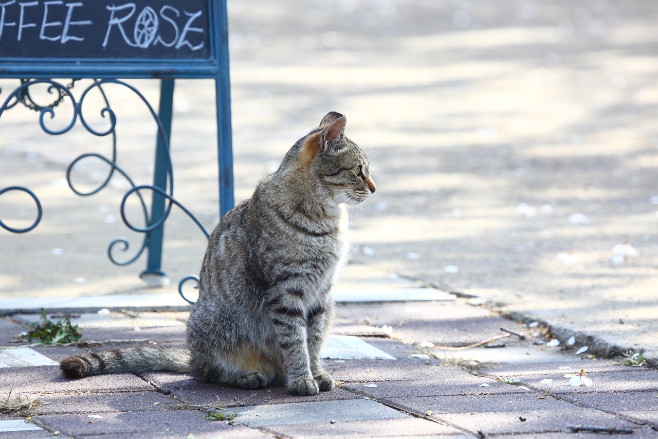 Rescatan a más de 1.000 gatos que iban a ser sacrificados en China