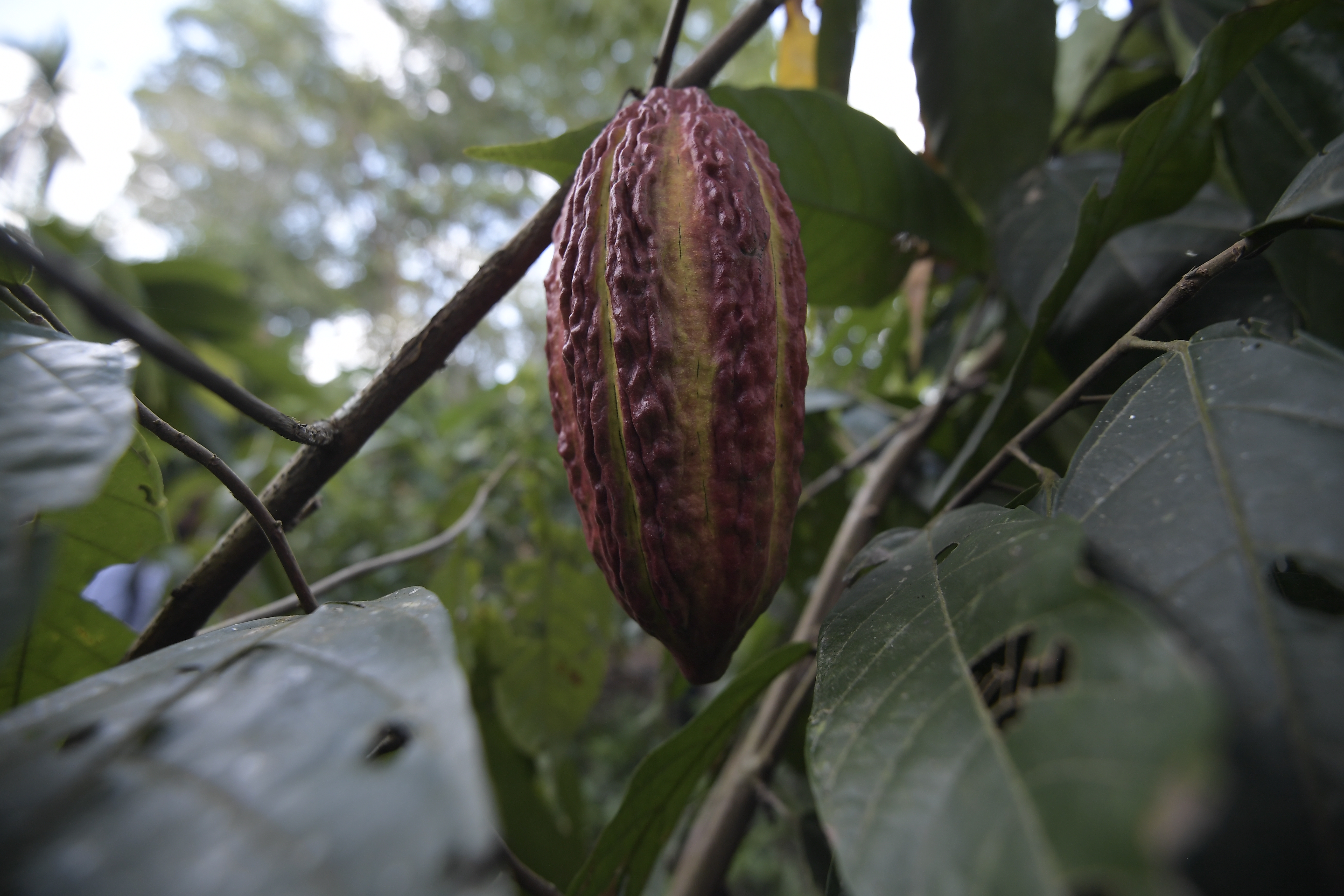 El cacao y el “miske” serán las estrellas de Quito en Madrid Fusión 2023