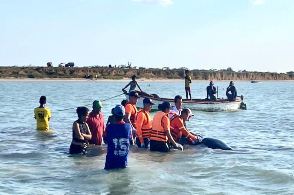 (VIDEO) Liberan ballena que estaba atrapada en las playas de la Guajira