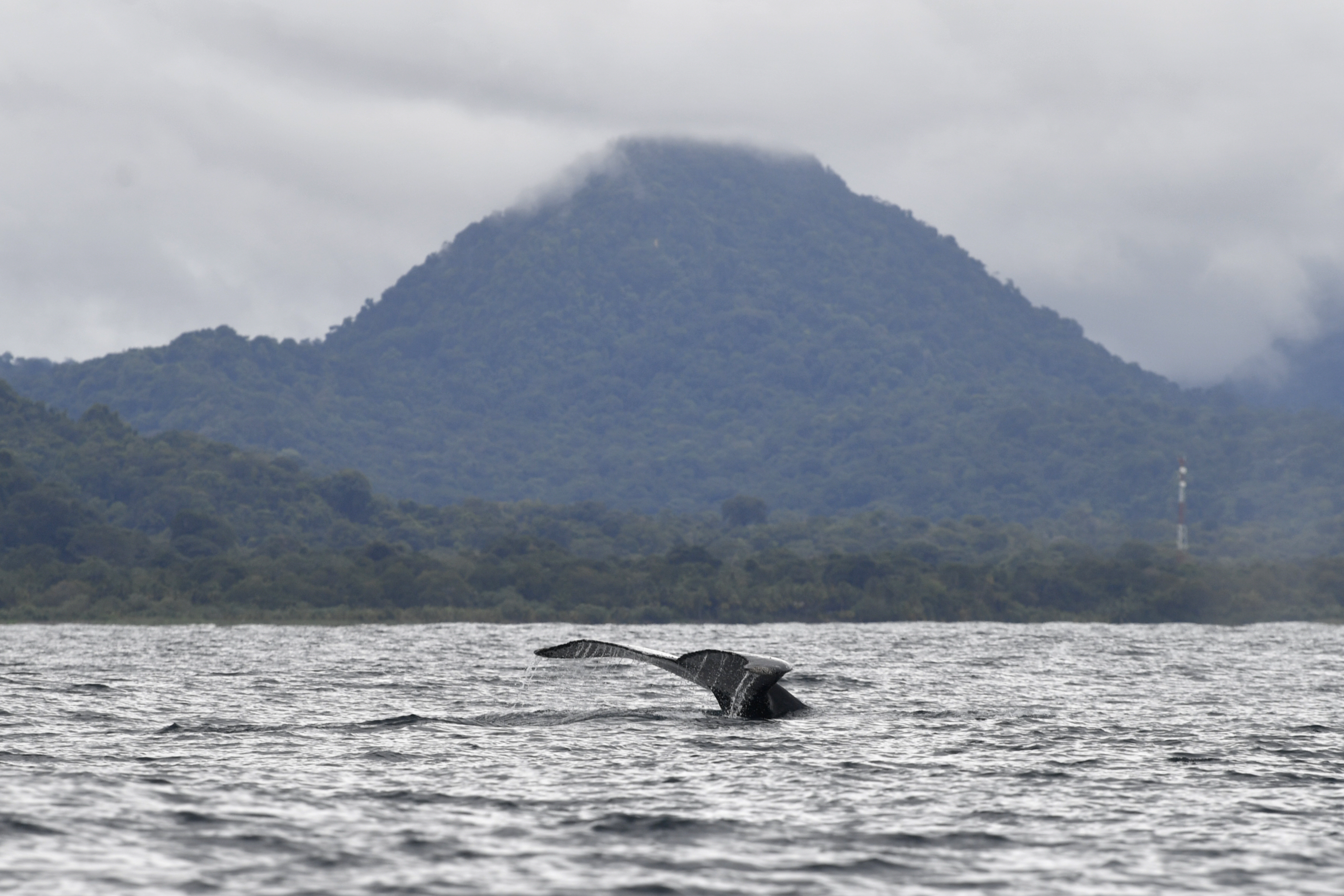 Satena operará vuelo especial a Nuquí por fiestas patronales y temporada de ballenas