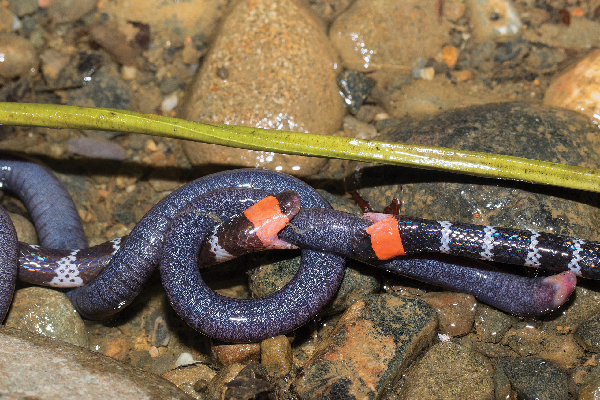 Foto de las dos serpientes luchando por la prensa. Tomada de Bringsøe H, Dreyer NP (2024) Kleptoparasitism in Micrurus mipartitus (Squamata, Elapidae) competing for the same Caecilia sp. (Gymnophiona, Caeciliidae) in western Colombia. Herpetozoa 37: 77-84.