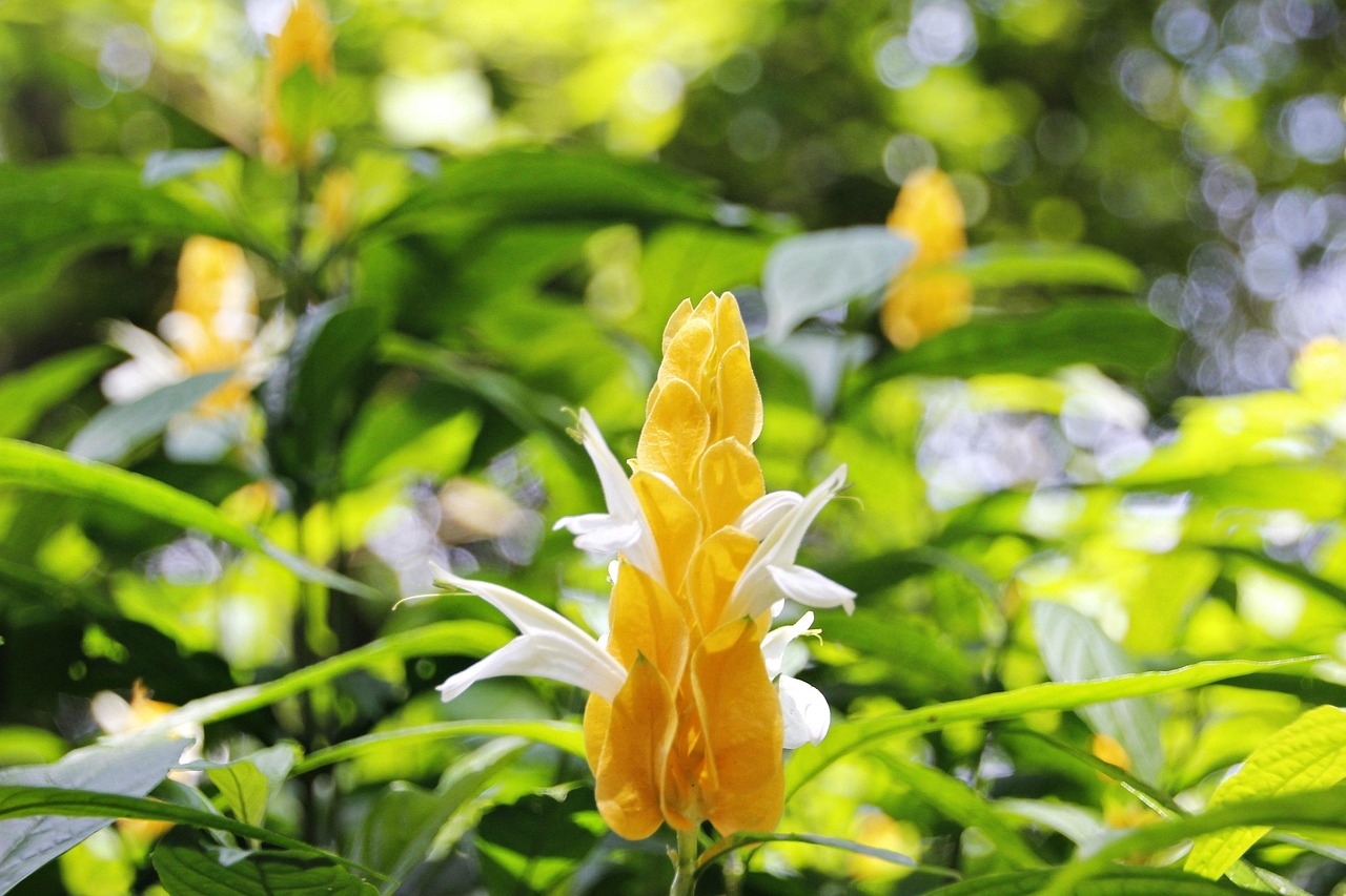 Choclo de Oro: el arbusto ornamental llamativo que adornará su jardín