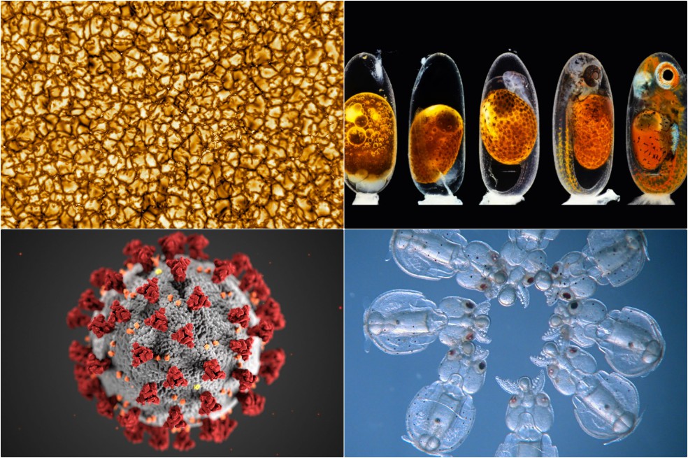 Las mejores imágenes científicas de 2020 según la revista Nature