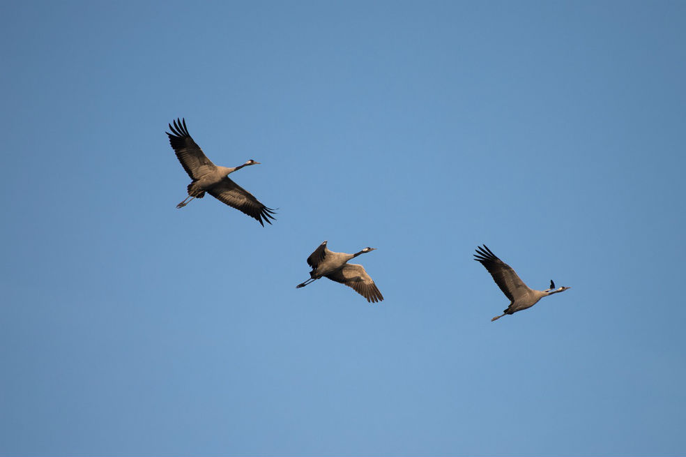 Aves migratorias podrán morir por contaminación de la pólvora