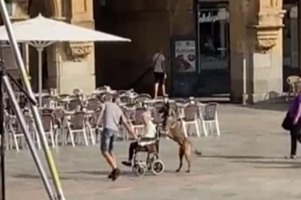 Emotivo video: perrito ayuda a empujar a una mujer en silla de ruedas