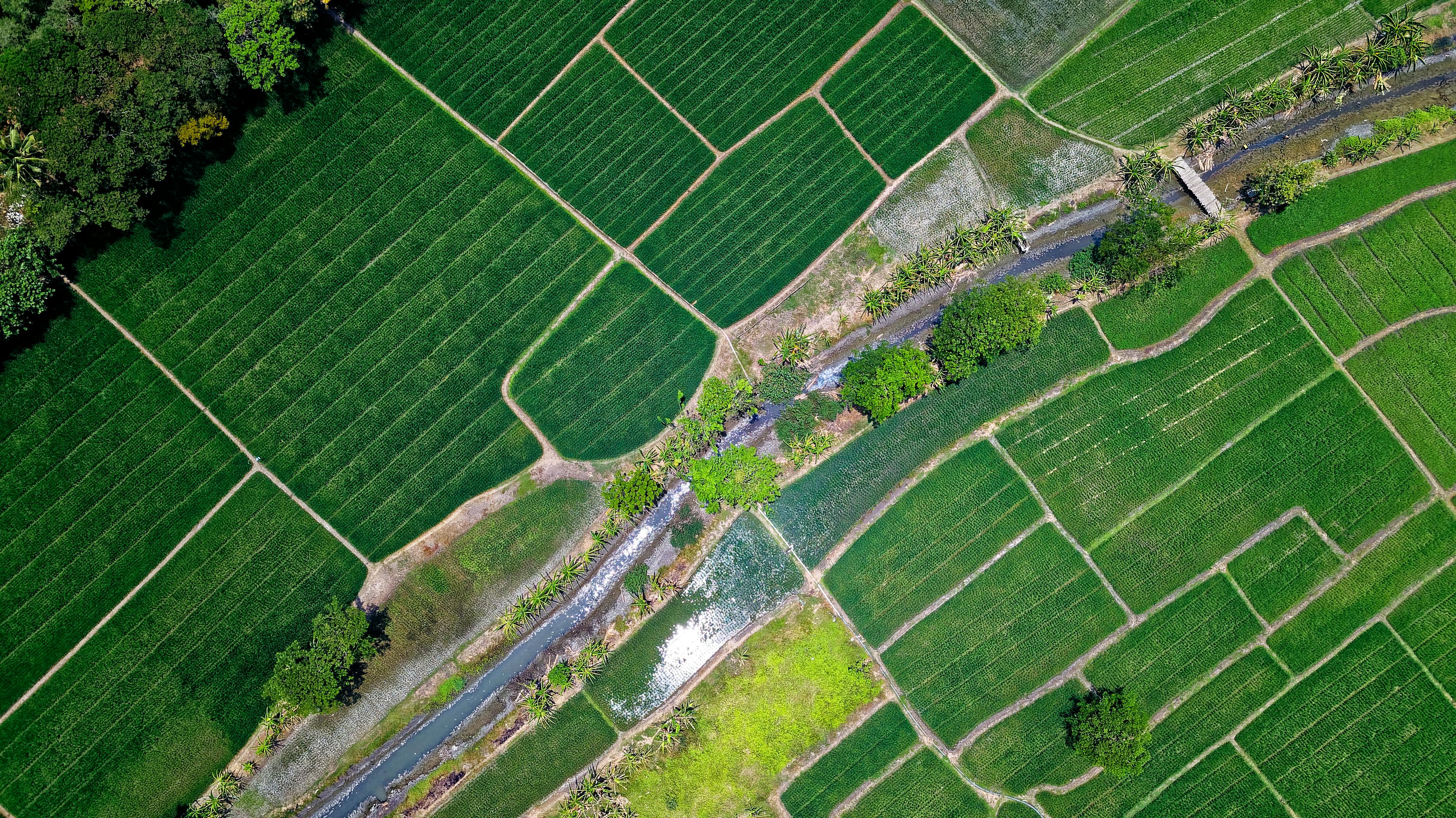 “Cosechas de datos”: startups latinoamericanas transforman el negocio agrícola