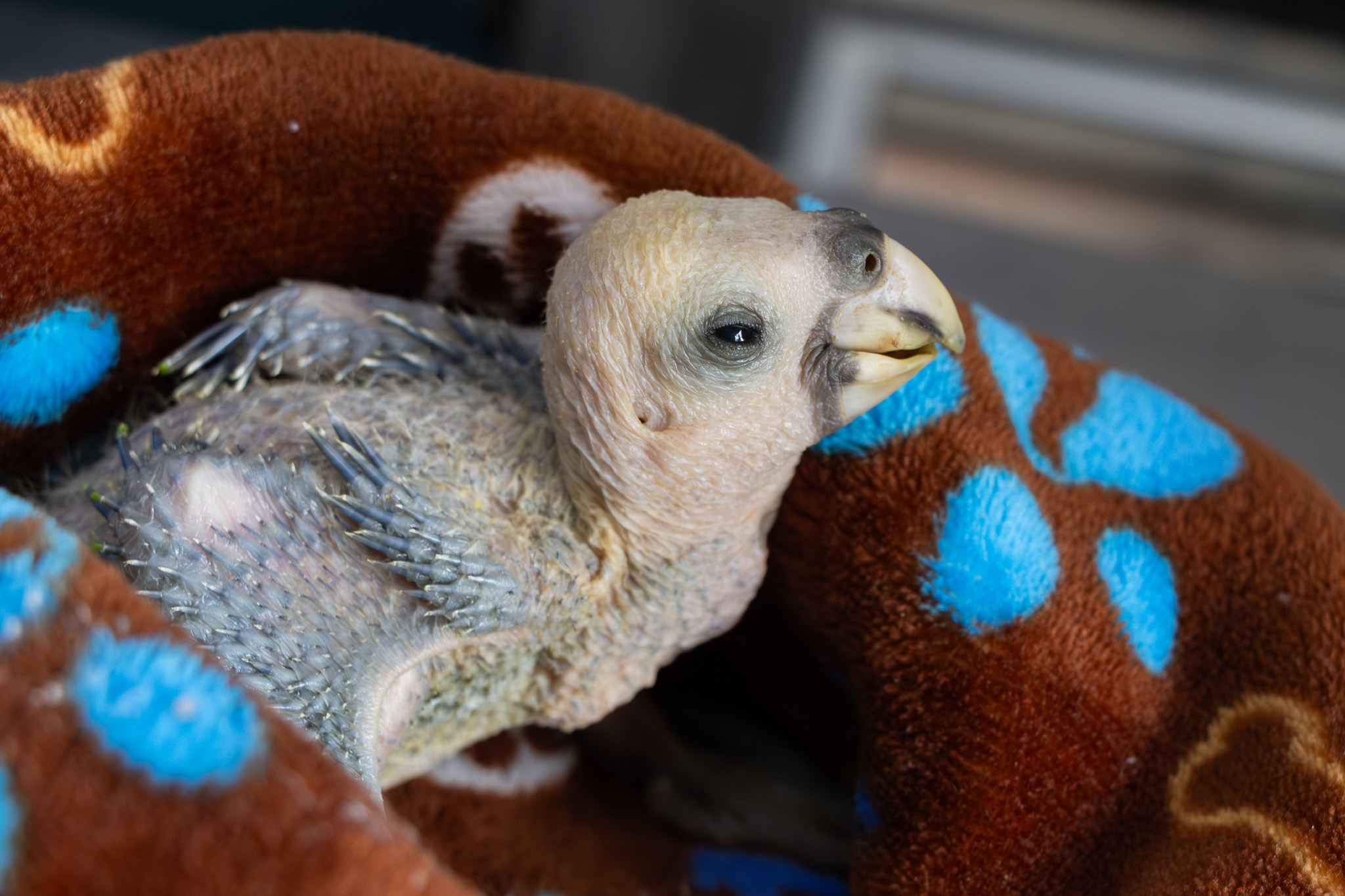Loros decomisados